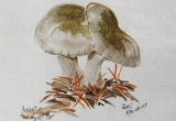 © Bev Mazurick - Almond Waxy Cap