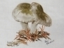 © Bev Mazurick - Almond Waxy Cap
