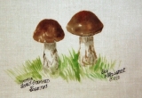 © Bev Mazurick - Common Scaly Stemmed Boletus