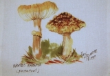 © Bev Mazurick - Warted Amanita