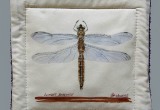© Bev Mazurick - Climber Dragonfly