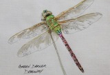 © Bev Mazurick - Green Darner Dragonfly