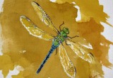© Bev Mazurick - Green Darner Dragonfly 2