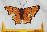 © Bev Mazurick - Hoary Comma Butterfly