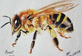 © Bev Mazurick - Honey Bee
