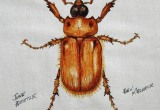 © Bev Mazurick - June Beetle