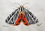 © Bev Mazurick - Tiger Moth