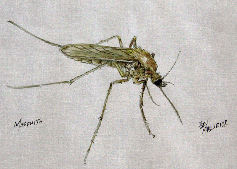 Bev_Mazurick-Mosquito