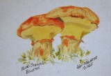 © Bev Mazurick -Blue Staining Boletus