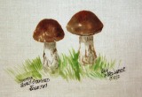 © Bev Mazurick - Common Scaly Stemmed Boletus