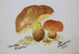 © Bev Mazurick - Conifer Boletus