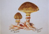 © Bev Mazurick - Olive Capped Boletus