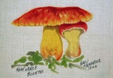 © Bev Mazurick - Rosy Larch Boletus