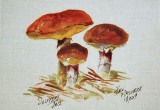 © Bev Mazurick - Slippery Jack
