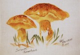 © Bev Mazurick - Suillus Tomentosus
