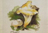 © Bev Mazurick - White Chanterelle
