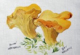 © Bev Mazurick - Yellow Chanterelle