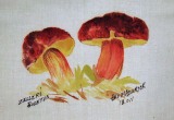 © Bev Mazurick - Zeller Boletus