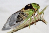 © Bev Mazurick - Grand Western Cicada
