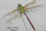 © Bev Mazurick - Green Darner Dragonfly