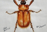 © Bev Mazurick - June Beetle
