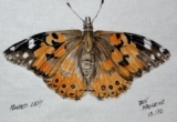 © Bev Mazurick - Painted Lady Butterfly