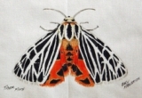 © Bev Mazurick - Tiger Moth