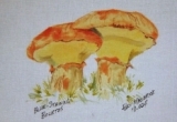 © Bev Mazurick -Blue Staining Boletus