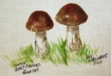 © Bev Mazurick - Common Scaly Stemmed Boletus