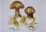 © Bev Mazurick - Dark Boletus