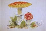 © Bev Mazurick - Fly Amanita