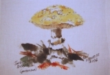 © Bev Mazurick - Jonquil Amanita