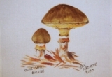 © Bev Mazurick - Olive Capped Boletus