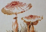 © Bev Mazurick - Reddening Lepiota