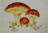 © Bev Mazurick - Suillus Brevipes