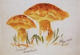 © Bev Mazurick - Suillus Tomentosus