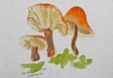 © Bev Mazurick - Velvet Stemmed Flammulina