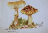 © Bev Mazurick - Warted Amanita