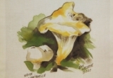 © Bev Mazurick - White Chanterelle
