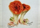 © Bev Mazurick - Woolly Chanterelle