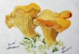© Bev Mazurick - Yellow Chanterelle