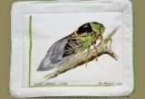 © Bev Mazurick - Grand Western Cicada