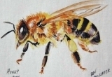 © Bev Mazurick - Honey Bee