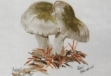 © Bev Mazurick - Almond Waxy Cap