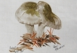 © Bev Mazurick - Almond Waxy Cap