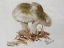 © Bev Mazurick - Almond Waxy Cap