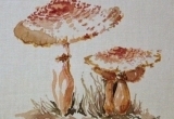 © Bev Mazurick - Reddening Lepiota