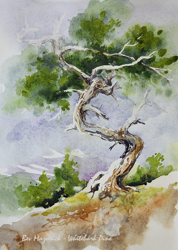 Whitebark Pine Art Card